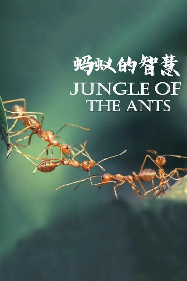 蚂蚁的智慧